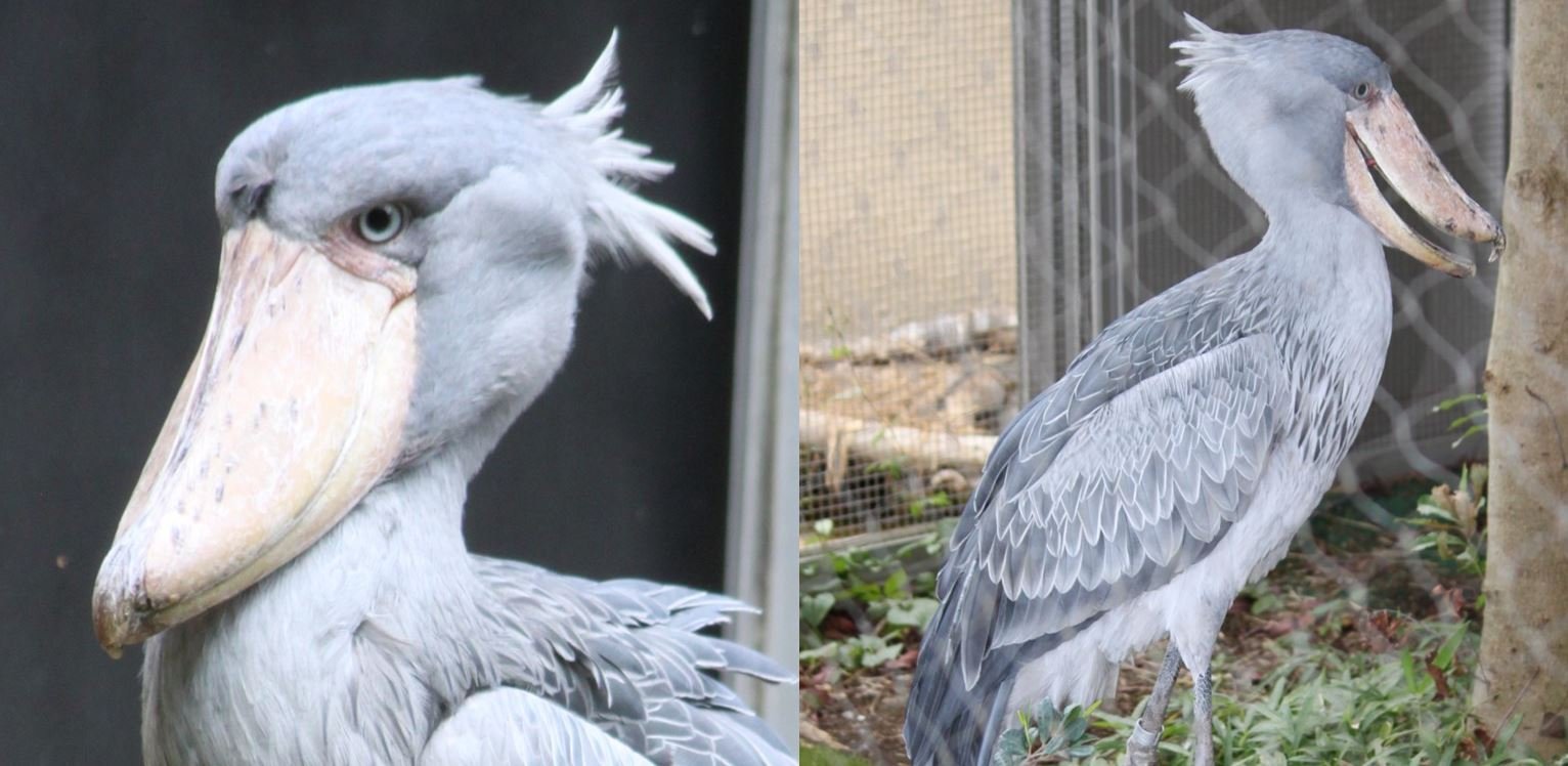🐼 우에노 동물원 (恩賜上野動物園) 이미지 7